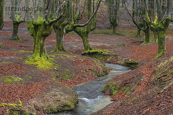 Naturpark Gorbea  Parque natural de Gorbea  Gorbeia  Provinz Baskenland  Bizkaia  Spanien  Europa