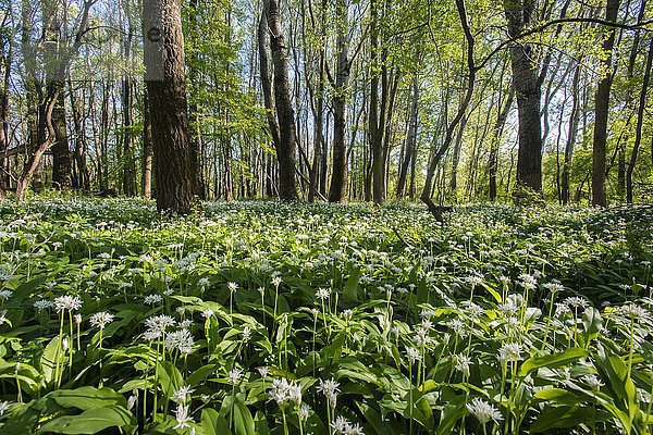 Bärlauch (Allium ursinum)  Bärlauchblüte im Wald im Frühling  Nationalpark Donau-Auen  Wien  Niederösterreich  Österreich  Europa