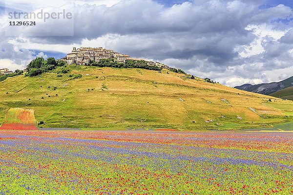 Blumenwiese  Piano Grande mit Dorf Castelluccio  Nationalpark Monti Sibilliner Umbrien  Italien  Europa