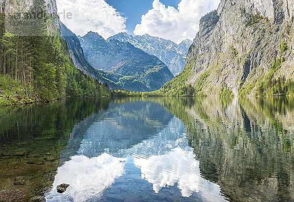 Obersee mit Wasserspiegelung  hinten Watzmannmassiv  Salet am Königssee  Nationalpark Berchtesgaden  Berchtesgadener Land  Oberbayern  Bayern  Deutschland  Europa