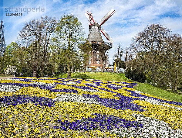 Windmühle mit bunten Blumenbeeten  Herdentorswallmühle oder Herdentorsmühle in den Wallanlagen im Frühling  Mühle am Wall  Bremen  Deutschland  Europa