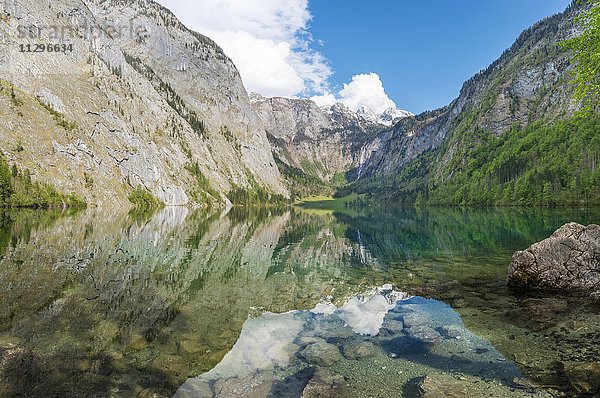 Obersee mit Wasserspiegelung  Salet am Königssee  Nationalpark Berchtesgaden  Berchtesgadener Land  Oberbayern  Bayern  Deutschland  Europa