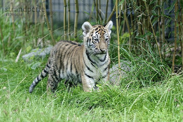 Sibirischer Tiger  Amurtiger (Panthera tigris altaica)  Jungtier  captive