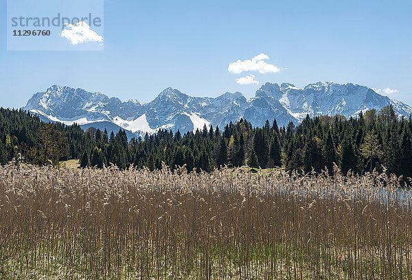 Schilf am Geroldsee  Wagenbrüchsee  und Nördliche Karwendelkette  Werdenfelser Land  Oberbayern  Bayern  Deutschland  Europa