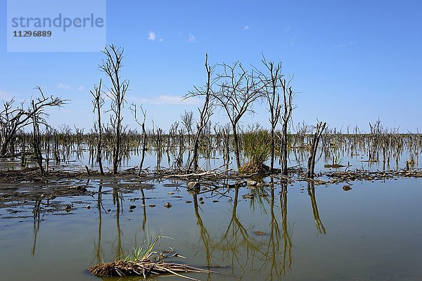 Abgestorbene Bäume im Ngamisee  Ngami See  Botswana  Afrika