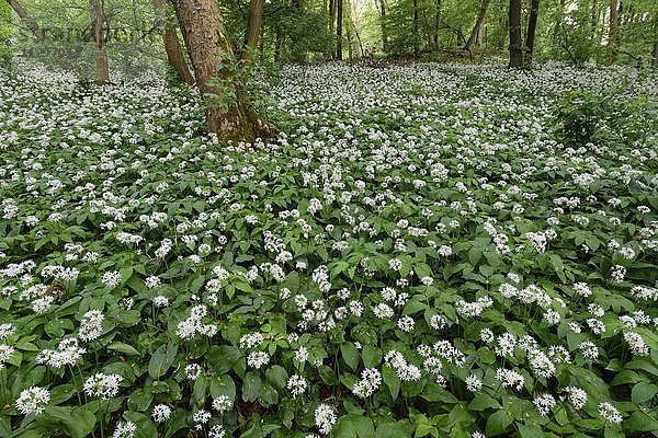 Bärlauchblüte  blühender Bärlauch (Allium ursinum)  Odeneberg  Gudensberg  Hessen  Deutschland  Europa