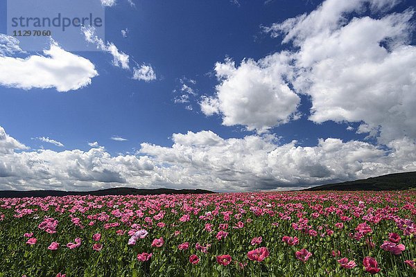 Schlafmohn (Papaver somniferum)  Anbau auf einem Feld  Wolkenhimmel  Germerode  Hessen  Deutschland  Europa