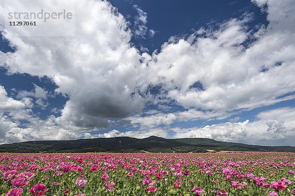 Schlafmohn (Papaver somniferum)  Anbau auf einem Feld  Wolkenhimmel  Germerode  Hessen  Deutschland  Europa