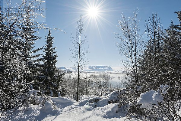 Blick über den See Mývatn im winter  Island  Europa