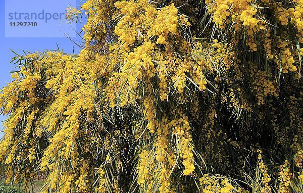 Silber-Akazie  auch Falsche Mimose (Akazie dealbata) mit gelben Blüten  Cabo de Gata Naturpark  Parque Natural de Cabo de Gata-Níjar  Provinz Almería  Spanien  Europa