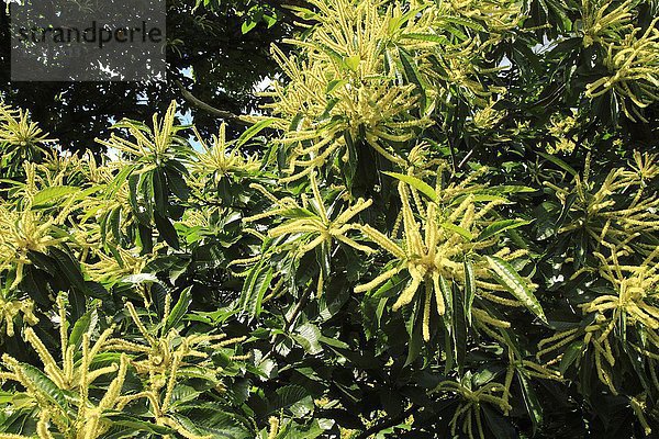 Edelkastanie (Castanea sativa) Baum  Blüte  Nahaufnahme  Royal Botanic Gardens  Kew  London  England  Großbritannien  Europa