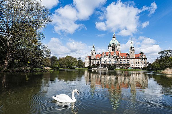 Schwan auf einem Teich  Neues Rathaus  Maschteich und Maschpark  Hannover  Niedersachsen  Deutschland  Europa