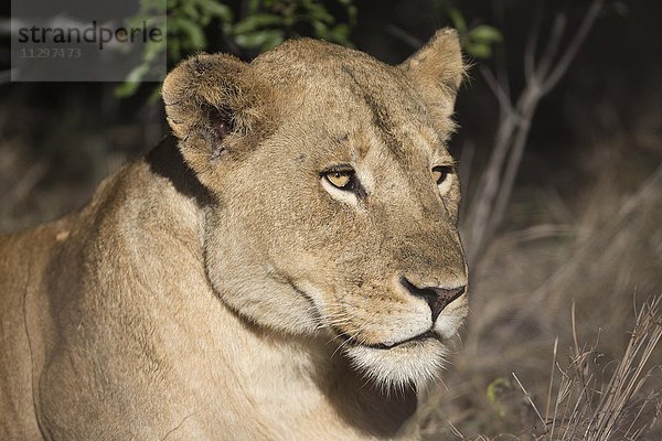 Löwin (Panthers leo)  Manyeleti Game Reserve  Südafrika