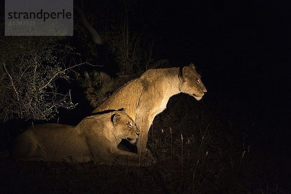 Zwei Löwinnen (Panthers leo) halten Ausschau bei Nacht  Timbavati Game Reserve  Südafrika