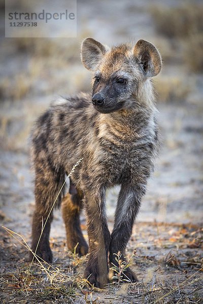 Junge Tüpfelhyäne oder Fleckenhyäne (Crocuta crocuta)  Timbavati Game Reserve  Südafrika