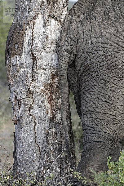 Afrikanischer Elefant (Loxodonta africana) lehnt sich gegen Baum  Detailaufnahme  Timbavati Game Reserve  Südafrika