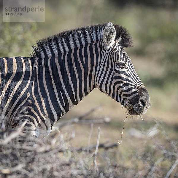 Steppenzebra (Equus quagga) mit Gras im Maul  Timbavati Game Reserve  Südafrika