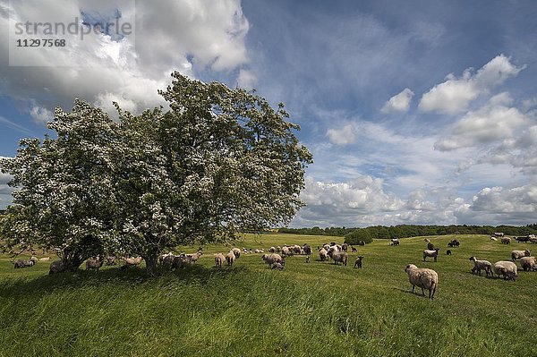 Schwarzkopfschafe  Herde auf einer Weide mit blühendem Weißdorn (Crataegus)  Wolkenhimmel  Mecklenburg-Vorpommern  Deutschland  Europa