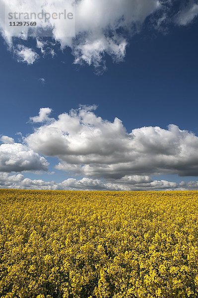 Blühendes Rapsfeld (Brassica napus)  Wolkenhimmel  Mecklenburg-Vorpommern  Deutschland  Europa