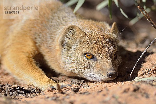 Gelber Mungo  Fuchsmanguste (Cynictis penicillata)  liegt in der Sonne  Kgalagadi-Trans-Nationalpark  Provinz Nordkap  Südafrika