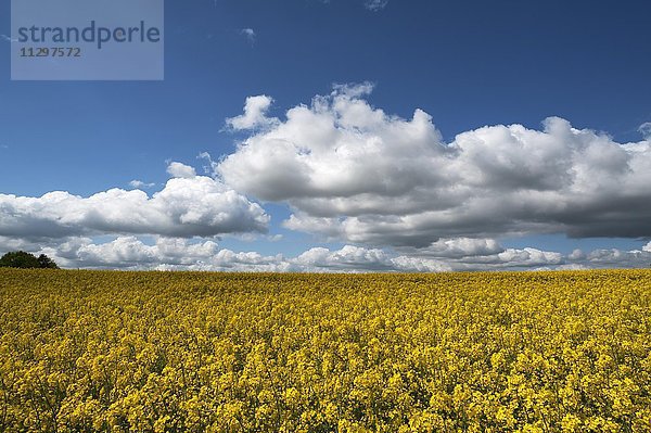 Blühendes Rapsfeld (Brassica napus)  Wolkenhimmel  Mecklenburg-Vorpommern  Deutschland  Europa