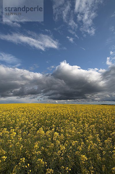 Blühendes Rapsfeld (Brassica napus)  Wolkenhimmel  Mecklenburg-Vorpommern  Deutschland  Europa