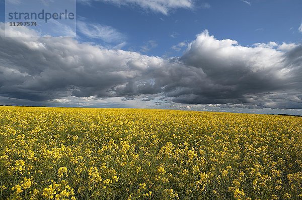 Blühendes Rapsfeld (Brassica napus)  Wolkenhimmel  Mecklenburg-Vorpommern  Deutschland  Europa