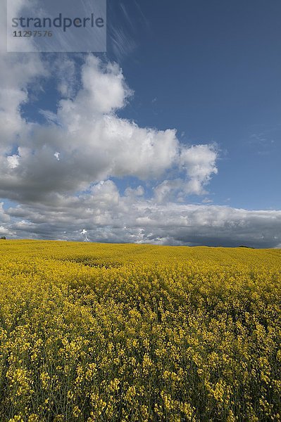 Blühendes Rapsfeld (Brassica napus)  Wolkenhimmel  Mecklenburg-Vorpommern  Deutschland  Europa