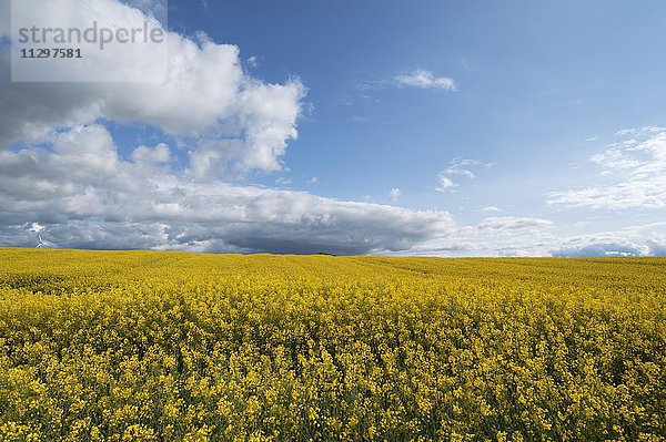 Blühendes Rapsfeld (Brassica napus)  Wolkenhimmel  Mecklenburg-Vorpommern  Deutschland  Europa