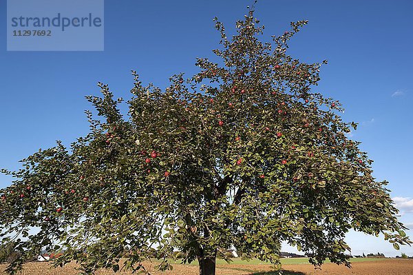 Apfelbaum  rote Äpfel der Sorte Winterrambur (Malus domestica) am Baum  blauer Himmel  Mittelfranken  Bayern  Deutschland  Europa