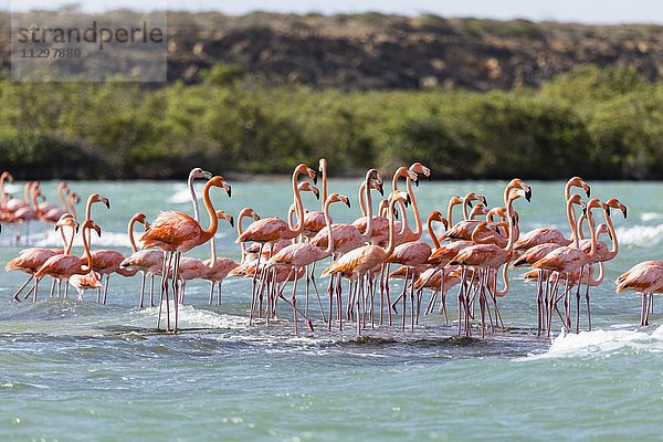 Amerikanische Flamingos (Phoenicopterus Ruber) in Wasser  Punta Gallinas  La Guajira  Kolumbien  Südamerika