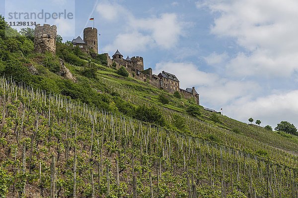Weinreben am Alkener Burgberg mit Burg Thurant  Alken  Mosel  Rheinland-Pfalz  Deutschland  Europa