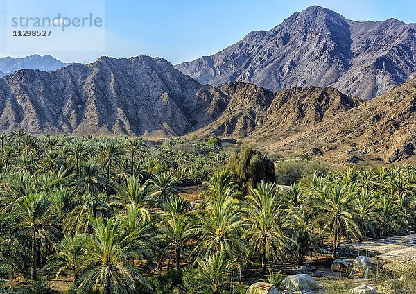 Oase mit Palmen im Hajar Gebirge  Fujaira  Vereinigte Arabische Emirate  Asien
