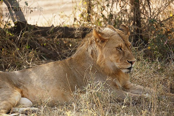 Afrikanischer Löwe (Panthera leo)  junges Männchen ruht im Schatten in der Mittagshitze  Serengeti Nationalpark  Tansania  Afrika