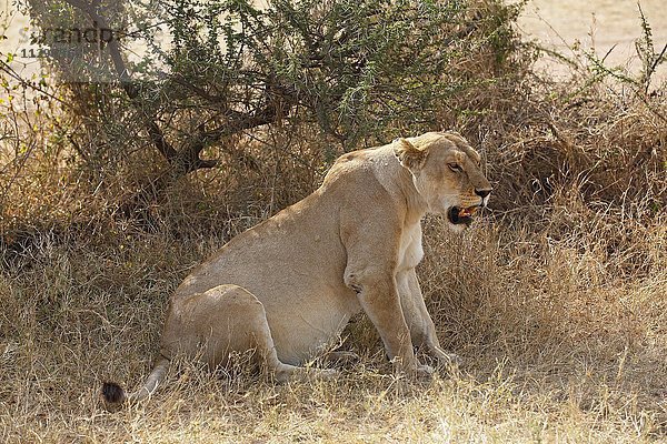 Löwin  Afrikanischer Löwe (Panthera leo)  Weibchen im Schatten in der Mittagshitze  Serengeti Nationalpark  Tansania  Afrika