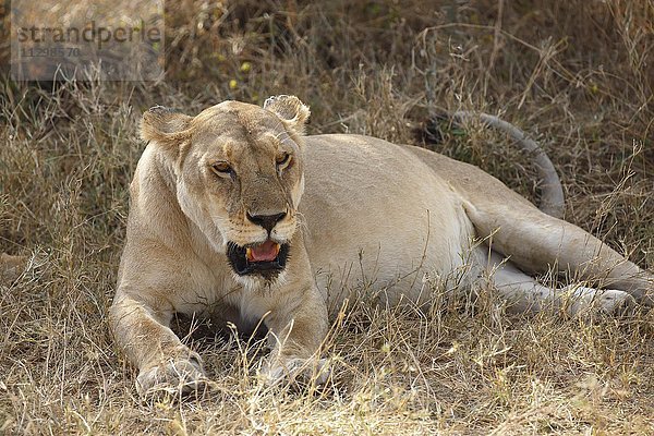 Löwin  Afrikanischer Löwe (Panthera leo)  Weibchen ruht im Schatten in der Mittagshitze  Serengeti Nationalpark  Tansania  Afrika