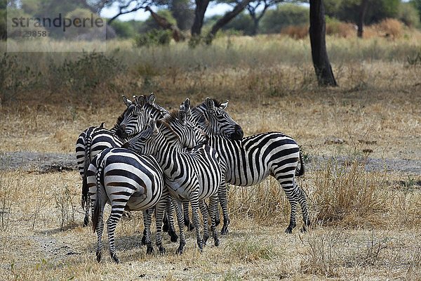 Steppenzebras (Equus quagga)  kleine Gruppe  Tarangire Nationalpark  Tansania  Afrika
