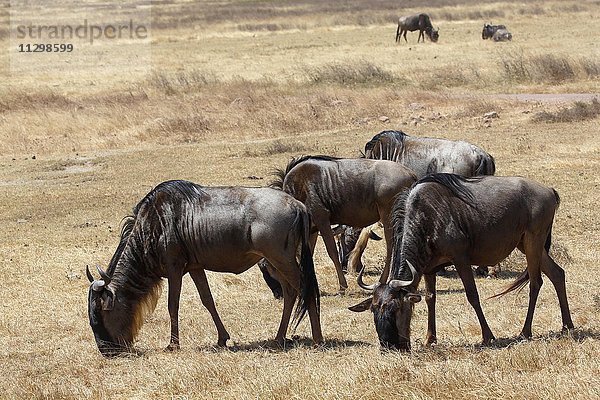 Mehrere Gnus  Weißbartgnus (Connochaetes mearnsi)  grasen Ngorongoro Krater  UNESCO-Weltnaturerbe  Serengeti Nationalpark  Tansania  Afrika