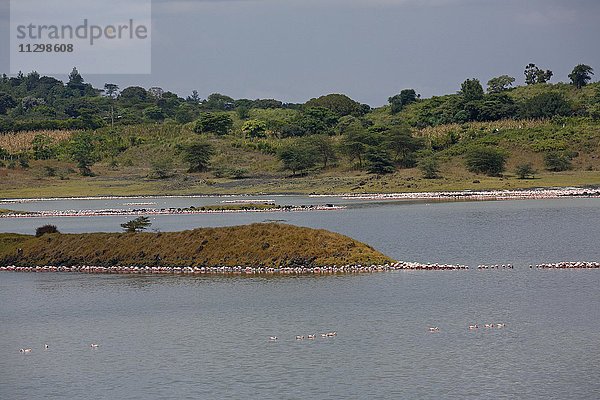 Großer Momella-See mit Zwergflamingos (Phoeniconaias minor) und Rosaflamingos (Phoenicopterus roseus)  Arusha-Nationalpark  Tansania  Afrika