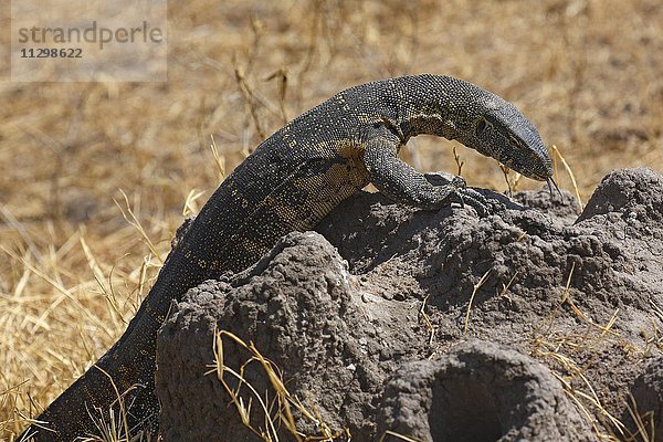 Nilwaran (Varanus niloticus)  Futtersuche auf einem Termitenhügel  Serengeti-Nationalpark  Tansania  Afrika