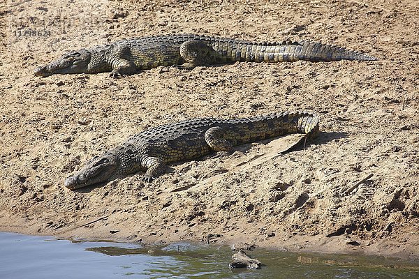 Nilkrokodile (Crocodylus niloticus) auf einer Sandbank am Grumeti Fluss  Serengeti Nationalpark  Tansania  Afrika
