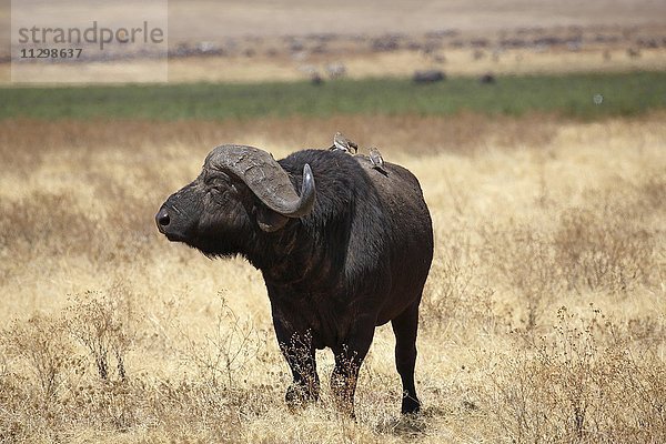 Kaffernbüffel  Afrikanischer Büffel (Syncerus caffer)  Bulle im trockenen Gras  Ngorongoro Krater  Serengeti Nationalpark  Tansania  Afrika