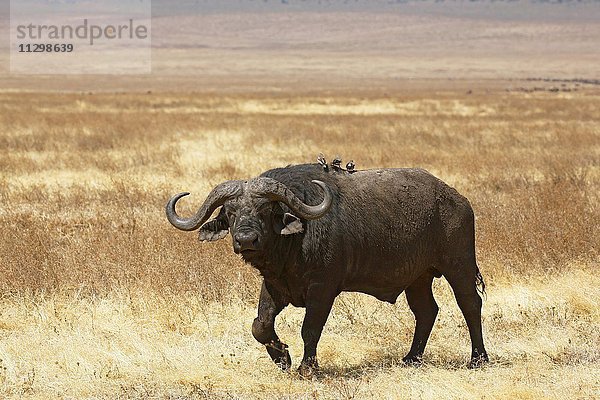 Kaffernbüffel  Afrikanischer Büffel (Syncerus caffer)  Bulle läuft im trockenen Gras  Ngorongoro Krater  Serengeti Nationalpark  Tansania  Afrika