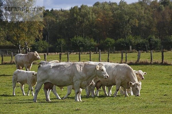 Charolais Rinder (Bos primigenius taurus)  Herde  Kühe und Kälber  hinten Bulle auf einer Weide  Schleswig-Holstein  Deutschland  Europa