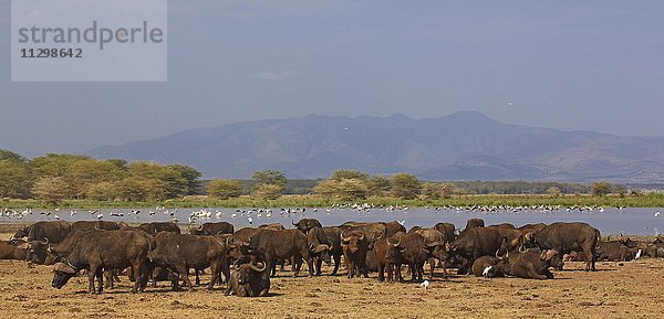 Kaffernbüffeln  Afrikanische Büffel (Syncerus caffer)  Herde am Ufer des Manyara See  Lake Manyara Nationalpark  Tansania  Afrika