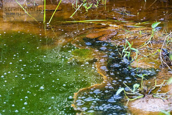 Algen in einem Tümpel  Umgekippter Teich  Eutrophierung  Eutrophie