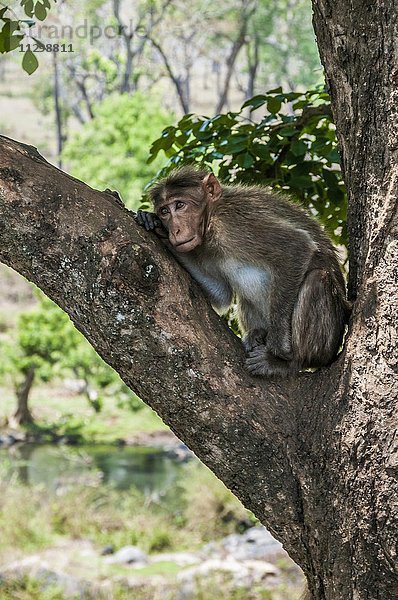 Rhesusaffe (Macaca mulatta) sitzt in einem Baum  Mudumalai National Park and Wildlife Sanctuary  Tamil Nadu  Indien  Asien