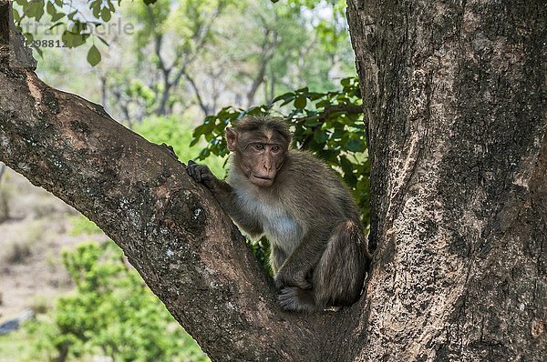 Rhesusaffe (Macaca mulatta) sitzt in einem Baum  Mudumalai National Park and Wildlife Sanctuary  Tamil Nadu  Indien  Asien