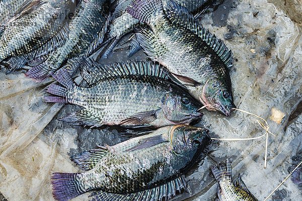 Fische auf dem Markt  Nampan  Inle Lake  Inle See  Shan Staat  Myanmar  Asien
