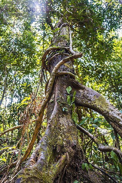 Baum  Luftwurzler mit Liane  Dschungel  Regenwald  Koh Rong Sanloem  Koh Rong Samloem  Krong Preah Sihanouk  Sihanoukville  Preah Sihanouk  Kambodscha  Asien